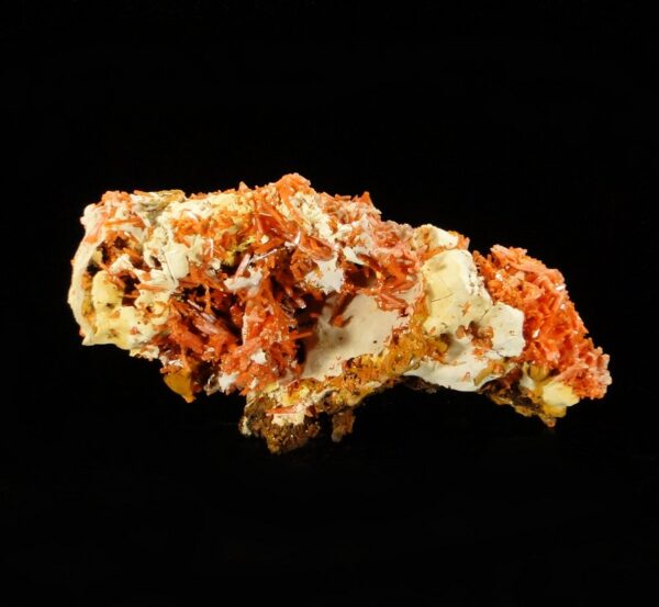 Un ensemble de cristaux de crocoite de Tasmanie, c'est une pièce pour collectionneur de minéraux.